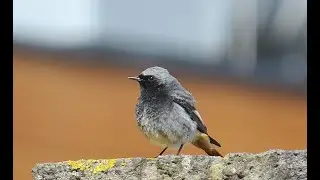 Black Redstart  male - mn Zwarte Roodstaart  - Will Schep.