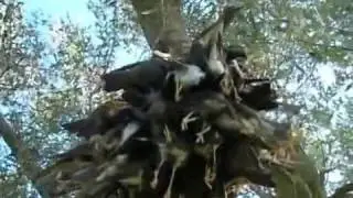 Cikla  Ardı&ccedil; Kuşu