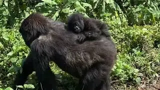 2024 Mountain Gorillas - Volcanoes National Park, Rwanda