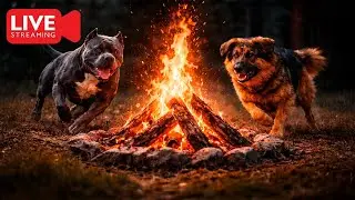 LIVE: FIRE & DOGS PLAYING