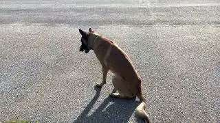 Iceman-offleash tracking