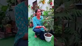 Honest Review of Plants from Urvann 🌱 | Real Quality Check!