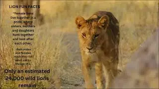 Lions are one of the most powerful and revered animals in the world