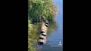 Turtles On A Log - #turtles #shorts #shortsfeed #funnyvideo #turtle #nature #foryou #shortsvideo #ok