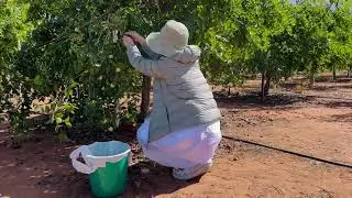 Jujube picking