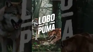 🐺 LOBO vs PUMA: QUIEN GANAR&Iacute;A este enfrentamiento Salvaje del Reino Animal? 🐆