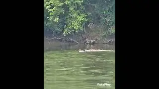 paw paw mountain forest version two