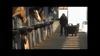 Box  chevaux JOURDAIN