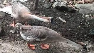 The goose,Musk duck/Cute animals