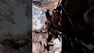 Eagle vs Cat: Golden Eagle Mistakenly Attacks Pallas&rsquo;s Cat #EagleAttack #PallasCat #GoldenEagle