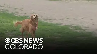 Westminster residents looking to keep popular dog park open