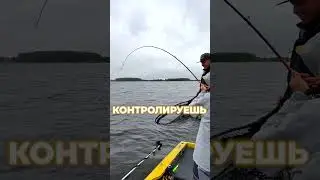Ай Дима сомолов! #shorts #fishing #сом