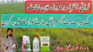 How to recover wheat from stress of herbicide spray | Gandam ko kesy thek karen @YASIRAGROCHEMICALS 