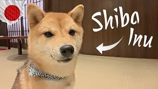 Meeting My Dream Dog: Shiba Inu in Kyoto 🐕