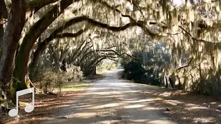Sunny Dirt Road in the Lowcountry | Sentimental Acoustic Ambience | For Relaxation & Focus