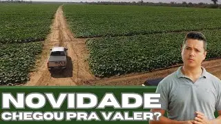 Como saber as melhores VARIEDADES para o plantio de melancia?