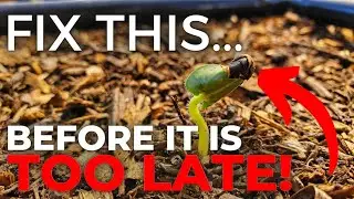 Is Picking the Shell of a Seed Off a Seedling a Good Idea? (Helmet Head)