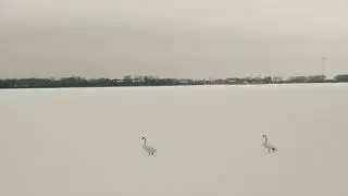 Cold song