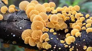 Favolaschia calocera