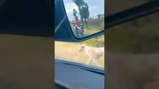 Car 🚘 vs Dog 🐕 Speed Difference .. watch till end😳