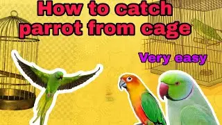 How to catch parrot from cage