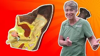HOW TO CLEAN YOUR DOG'S EAR! | Episode 9 | Dr. King Says