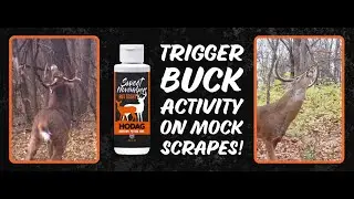 HODAG Sweet November Rut Scent for Deer Hunting
