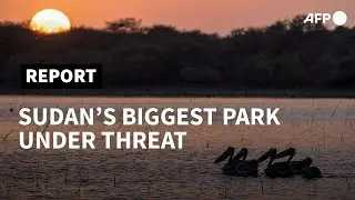 Rangers battle human encroachment in Sudan's biggest park | AFP