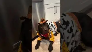 What should my pup be for Halloween? #puppy #labradoretriever #labpuppy #dog #dogcostume #halloween