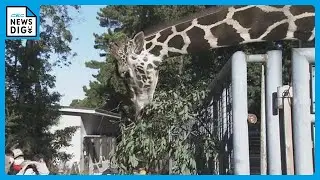 動物園がお正月限定｢体験型福袋｣ シロサイにブラシをかけるなど&ldquo;裏側ツアー&rdquo;に参加 愛知･豊橋市