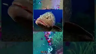 FIZZ W JUNGLI 🦈🦈🦈#fizz #ligalegend #leagueoflegends #offmeta #trollpick #leagueoflegendspolska
