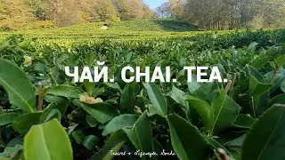Three TEA PLANTATIONS of the RUSSIAN SOUTH in 17 minutes. Sochi.