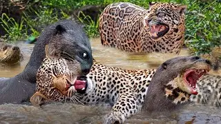 Leopard failed hunt under water | #monkey #Lion #Leopard