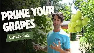 How To Prune Grapes - Summer Care