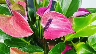 Anthurium plant flamingoflowr plant laceleaf #howtogrow & Care tips #Srilanka #anthurium plants