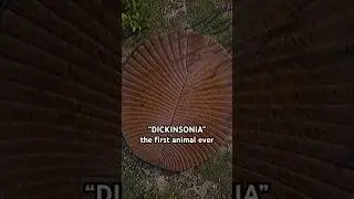 Dickinsonia: The first animal to ever exist...
