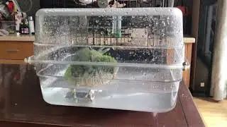 Colorday Large Bird Bath with Clear View (13X11X8 inch)