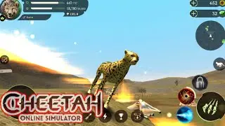 The Cheetah: Online RPG Animal Simulator - Gameplay Walkthrough Part 11 (iOS, Android