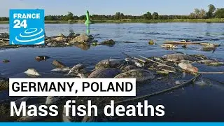 Mass fish deaths in German-Polish river 'probably' caused by chemical waste &bull; FRANCE 24 English