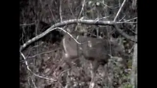 Button Bucks 10/30/2012 clip 2
