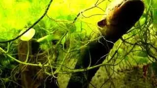 Huge Electric Eel in Stuttgart Zoo