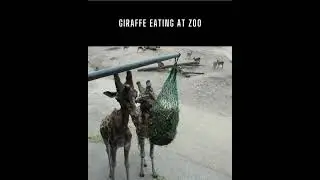 GIRAFFE EATING AT ZOO #zoo #giraffe #eating