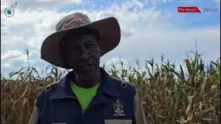 Hurungwe district Agritex officer gives an update on the area's summer cropping season