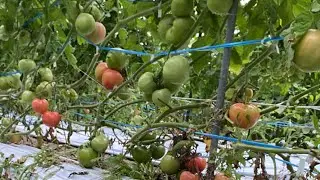 トマトの葉かきをしながらトーク