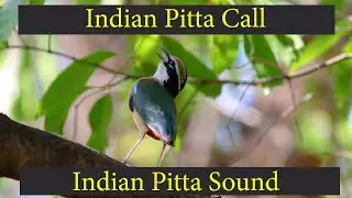 Indian Pitta Call | Indian Pitta Sound | Territory Call #birdcall #birdsong #birdsongs #birds_calls