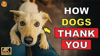 10 Heartwarming Ways Your Dog Says &ldquo;Thank You&rdquo; ❤️