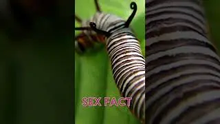 rumpy pumpy fact {must watch}