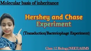Hershey & Chase experiment to prove DNA as genetic material|Molecular basis of inheritance|Class 12
