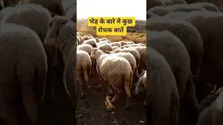 भेड़ के बारे में रोचक बातें।#viral #shorts #trending #sheep