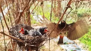 Bulbul Lands like a Flight to feed Black Manties to baby birds in nest | Black Headed Bulbul Day 6